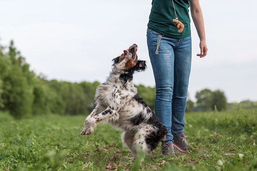 Bindung zum Hund aufbauen und stärken Tipps und Test