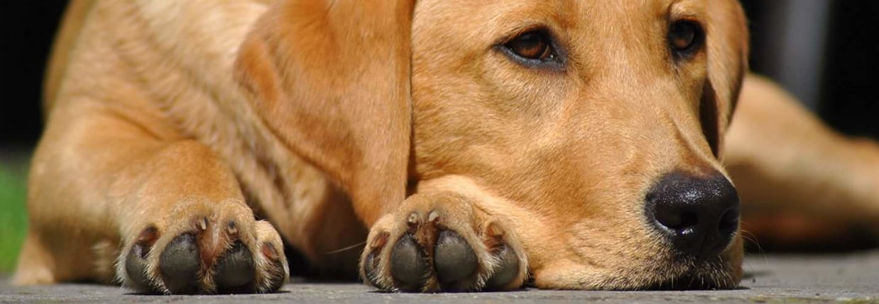 Ihr Hund Neigt Zu übergewicht