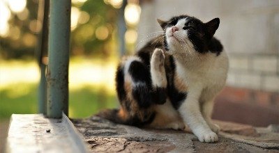 Allergie bei Katzen: Wie lassen sie sich erkennen und behandeln?
