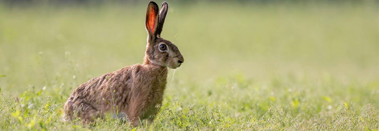 Hasenpest beim Hund: Alles, was Du wissen musst