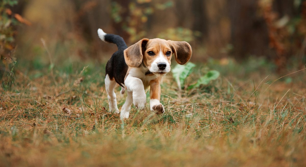 Beagle » die kennenlernen