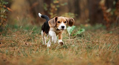 Beagle: Die unerschrockene Rasse im Ratgeber