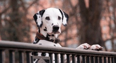 Rasseportrait Dalmatiner – Wichtige Punkte zum Punktehund