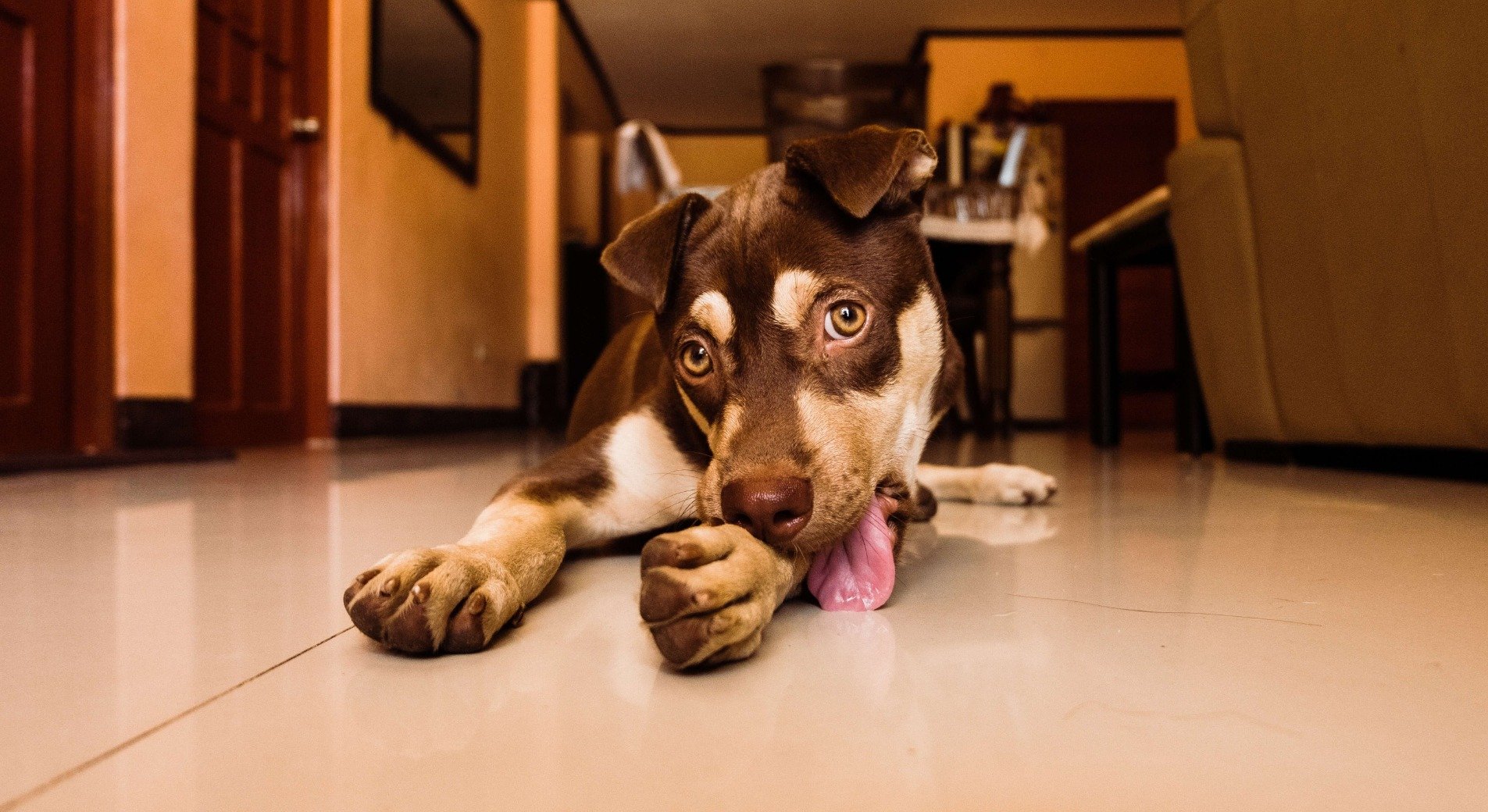 Hund Leckt Pfoten Wund Hot Spot Beim Hund Ursachen Diagnose