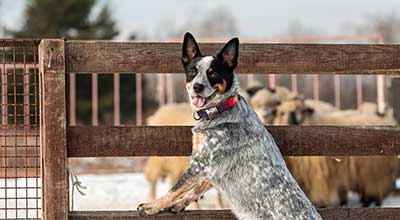 Maul- und Klauenseuche: Ist die Krankheit ansteckend für Hunde?