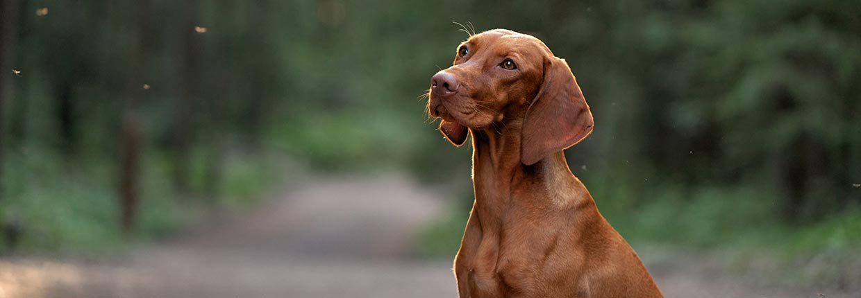 Ist die Afrikanische Schweinepest (ASP) für Hunde gefährlich?