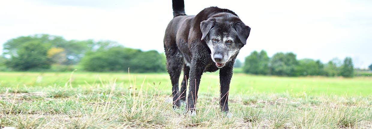 Bandscheibenvorfall beim Hund