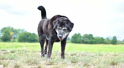 Bandscheibenvorfall beim Hund