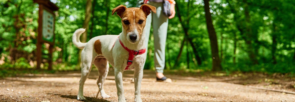 Blasenentzündung beim Hund: erkennen, behandeln, vorbeugen