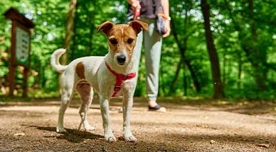 Blasenentzündung beim Hund: erkennen, behandeln, vorbeugen