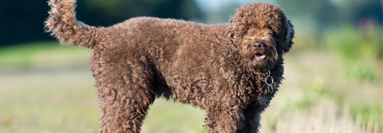 Diätfutter für Hunde: Wann ist es nötig?