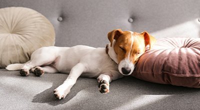 Fieber beim Hund: Symptome, Ursachen und Behandlungswege