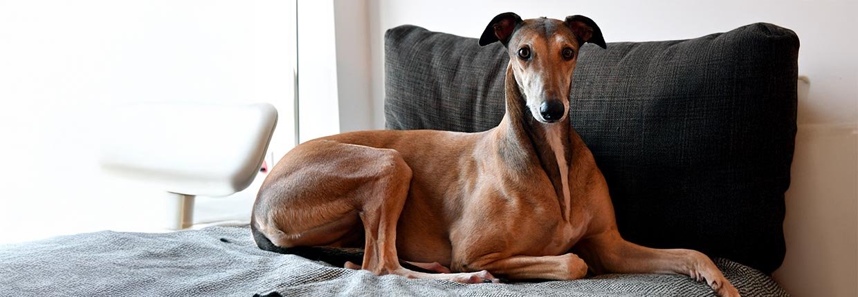 Rasseportrait: Greyhound - Erziehung, Haltung &amp; Beschäftigung der eleganten Windhunde