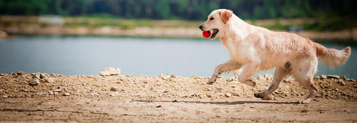 Grünlippmuschel für Deinen Hund: natürliche Hilfe für gesunde Gelenke