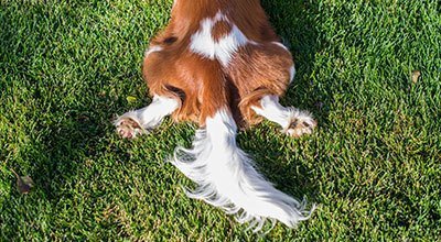 Dein Hund verliert Fell? Ursachen und Lösungen gegen Haarausfall bei Hunden