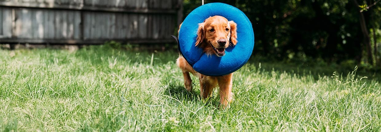 Hot Spot beim Hund: Die besten Tipps, um entzündliche Wunden zu behandeln