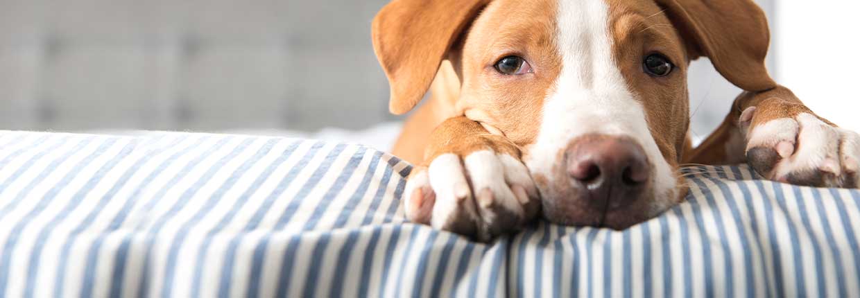 Kupferspeicherkrankheit des Hundes: Was ist das und wie lässt sie sich behandeln?