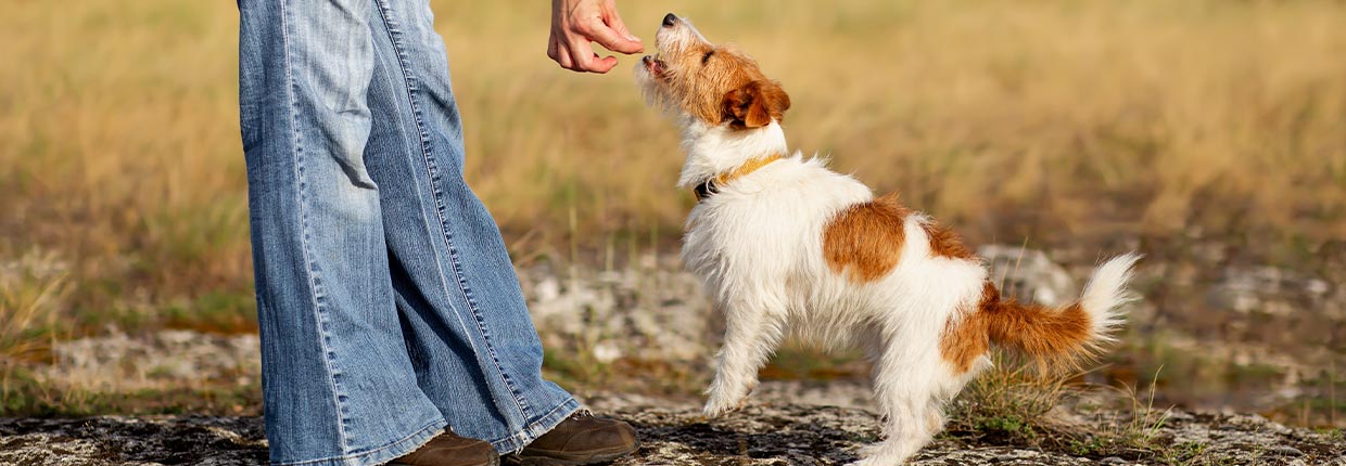 Was dürfen Hunde nicht essen?