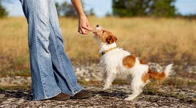 Was dürfen Hunde nicht essen?