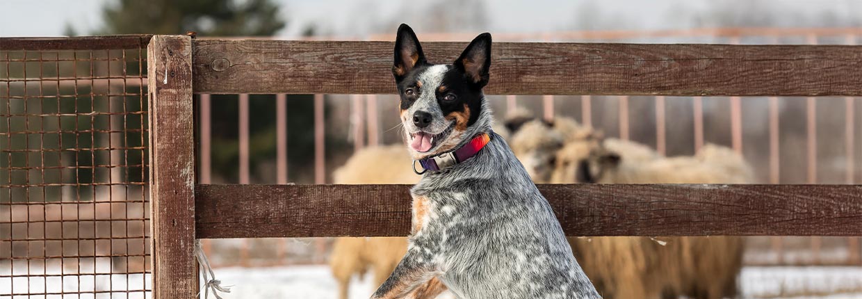 Maul- und Klauenseuche: Ist die Krankheit ansteckend für Hunde?