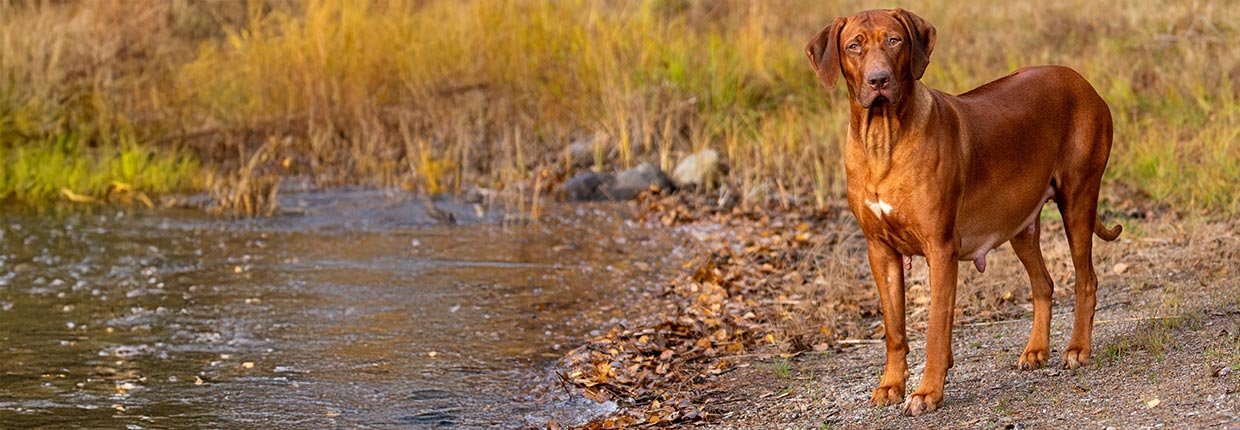 Trächtigkeit beim Hund: Wissenswertes über Schwangerschaft und Geburtsvorbereitung