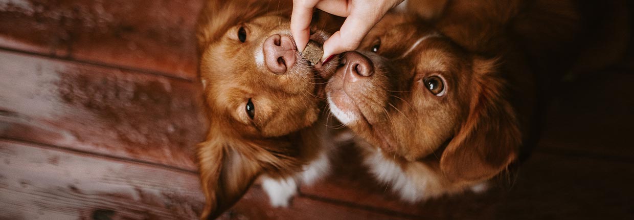 Hundetricks lernen - für Anfänger und Fortgeschrittene