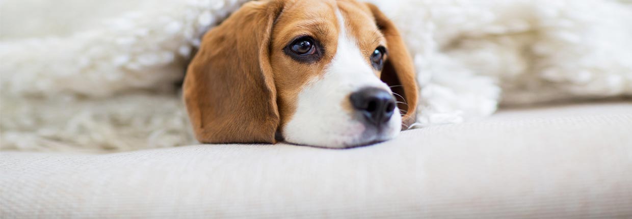 Vergiftung beim Hund – rechtzeitiges Erkennen und schnelle Hilfe sind entscheidend