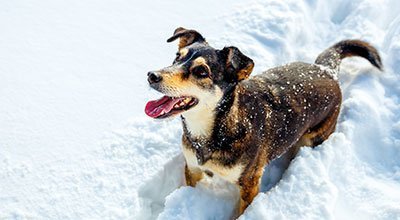 Hund im Winter: Zehn Tipps für die kalte Jahreszeit