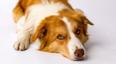 Hund entwurmen – Wie oft und mit welcher Wurmkur?