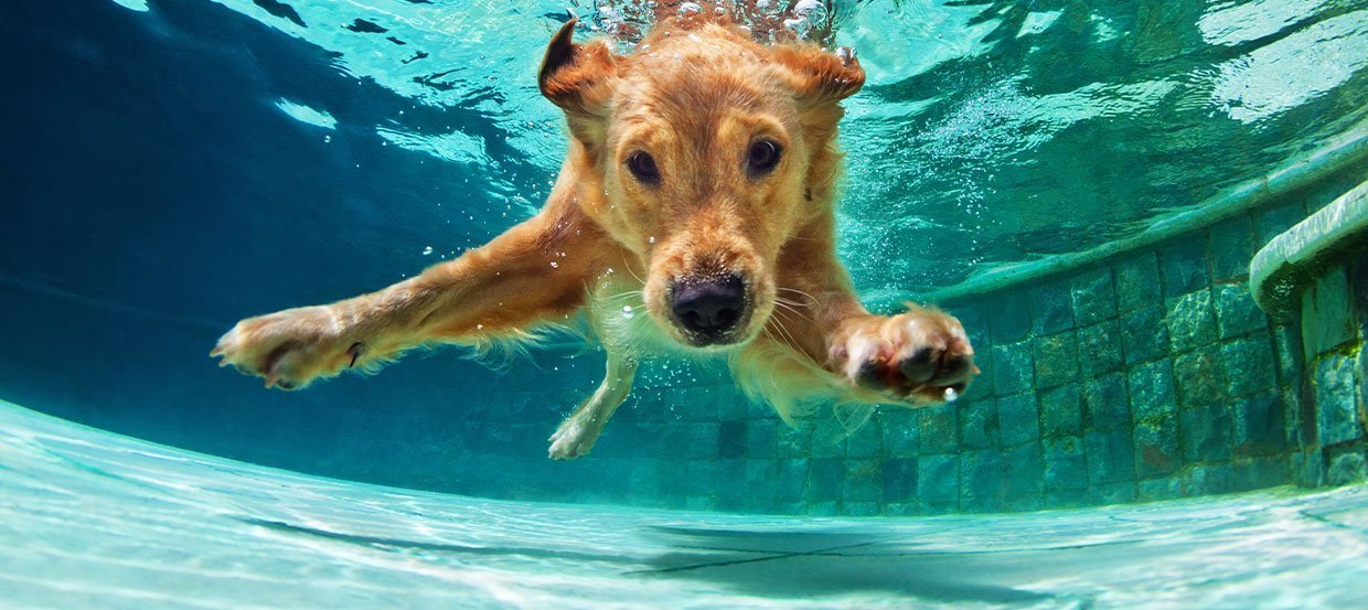 Hund im Wasser: dem schwimmen