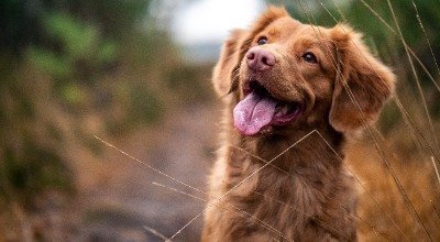 Wenn der Vierbeiner erkrankt: Häufige Hundekrankheiten & Tipps zur Behandlung