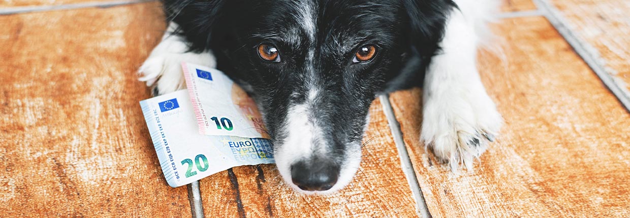 Die Hundesteuer: Alles Wichtige, was Du dazu wissen solltest