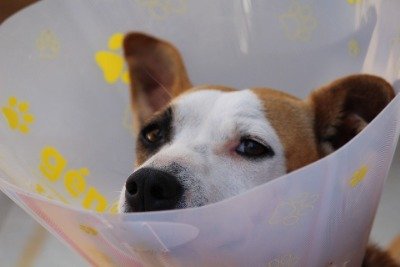Kastration bei Hunden: Alle Vor- und Nachteile auf einen Blick