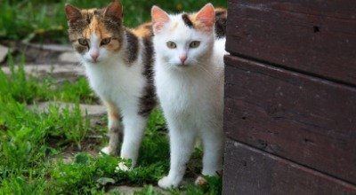 Katzen kastrieren – eine Sache des Tierschutzes