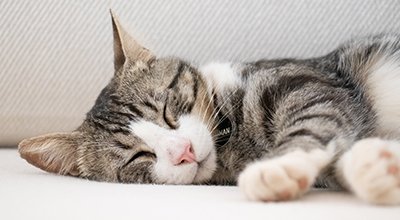 Fieber bei Katzen: So erkennst Du Symptome und reagierst richtig