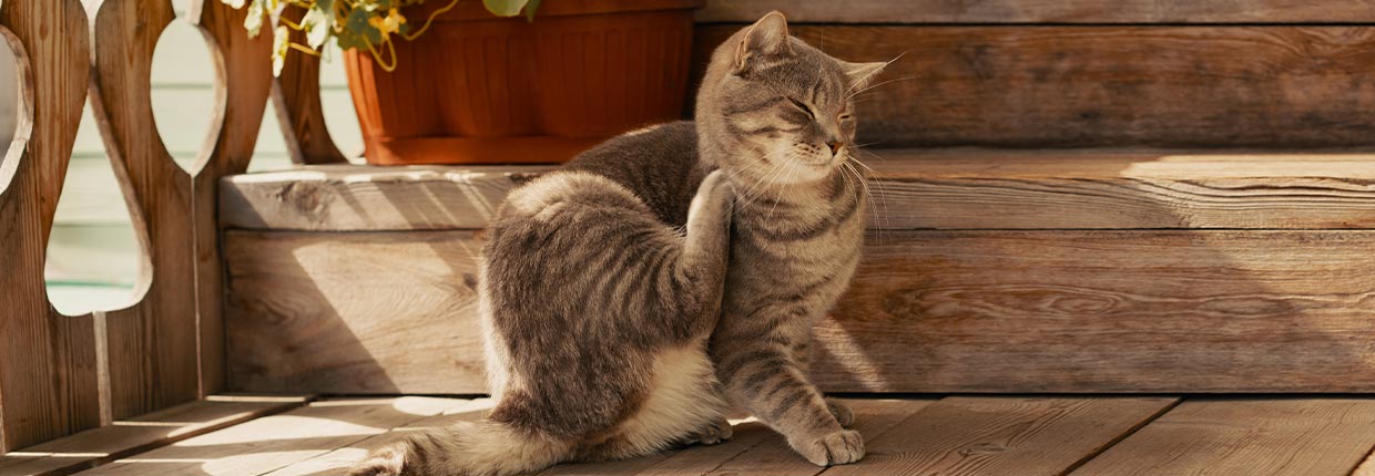 Katzenflöhe bekämpfen: Die 10 besten Tipps gegen Flöhe bei Katzen