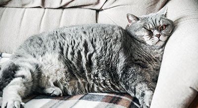 „Hilfe, meine Katze ist zu dick.“ Was kannst Du tun bei Übergewicht?