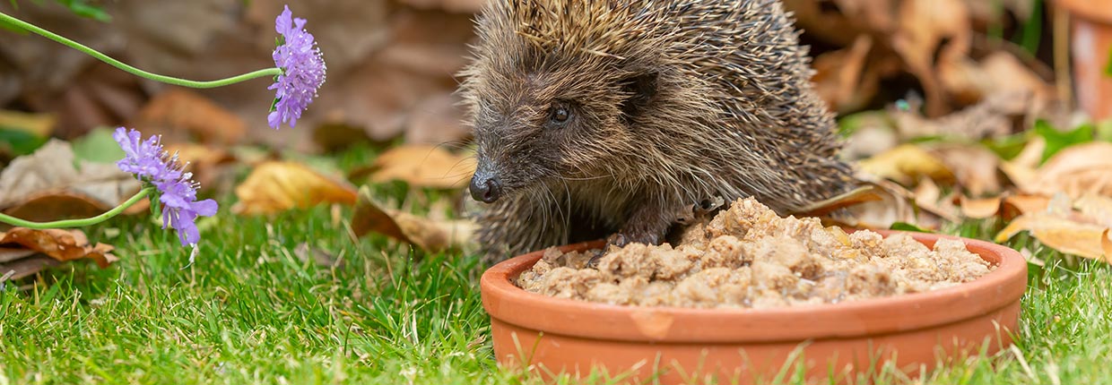 Igel mit Katzenfutter füttern: Was Du beachten solltest