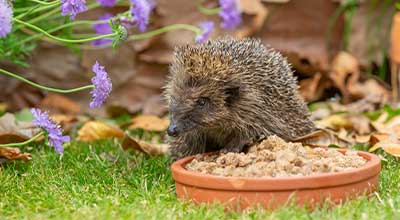 Igel mit Katzenfutter füttern: Was Du beachten solltest