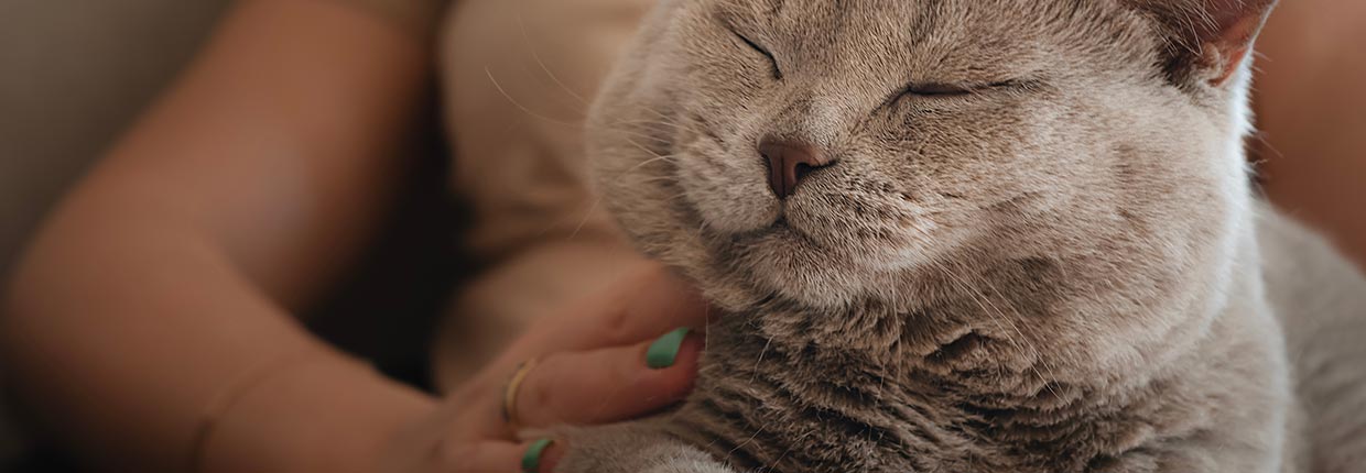 Finde den schönsten weiblichen Katzennamen für Deine Mieze