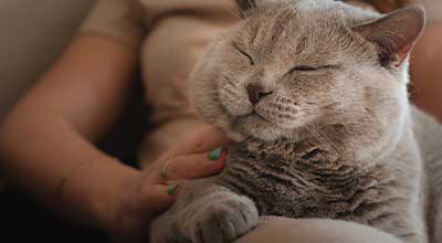 Finde den schönsten weiblichen Katzennamen für Deine Mieze