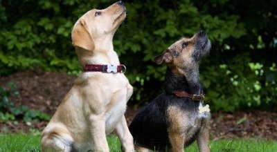 Hundekommandos – So klappt die Kommunikation mit dem Vierbeiner