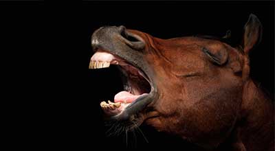 Equines Asthma: Was tun wenn Lunge & Bronchien Alarm schlagen?