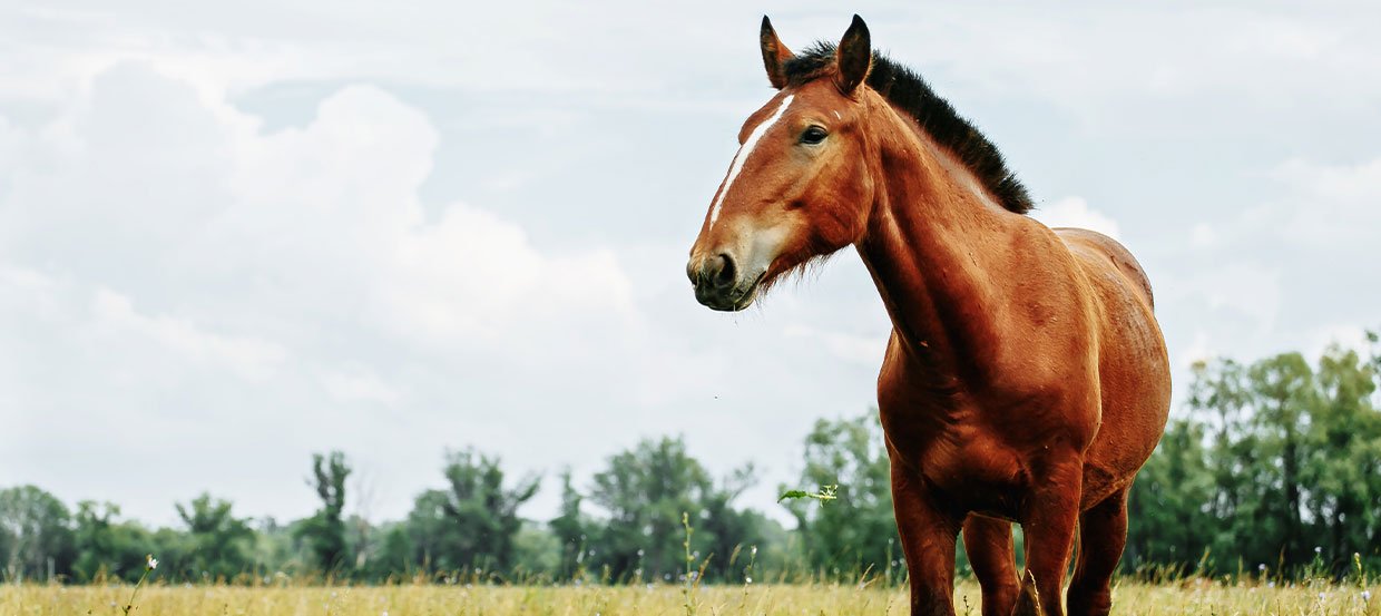 Das Equine Cushing Syndrom beim Pferd - Wenn die Hormone verrückt spielen