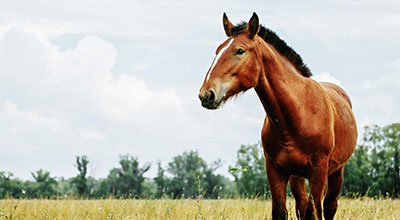 Das Equine Cushing Syndrom beim Pferd - Wenn die Hormone verrückt spielen