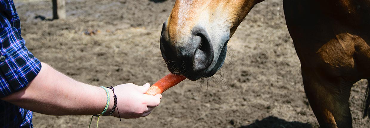 Schlundverstopfung beim Pferd: Jetzt wird&#039;s eng!