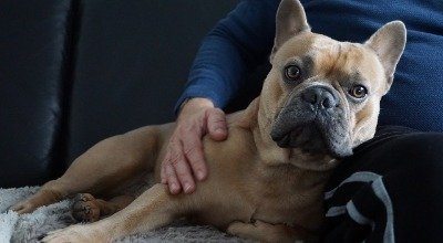 OP-Schutz-, Kranken- oder Haftpflichtversicherung für Hunde: Welche Versicherungen sind sinnvoll?