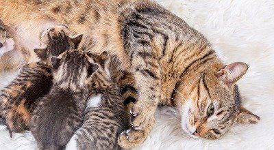 Trächtigkeit bei Katzen: Anzeichen, Pflege und Geburtsvorbereitung