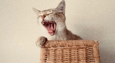 Damit die Katze kraftvoll zubeißt: Zahnpflege ist wichtig