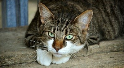 Zahnwechsel bei Katzen – Was Du wissen solltest
